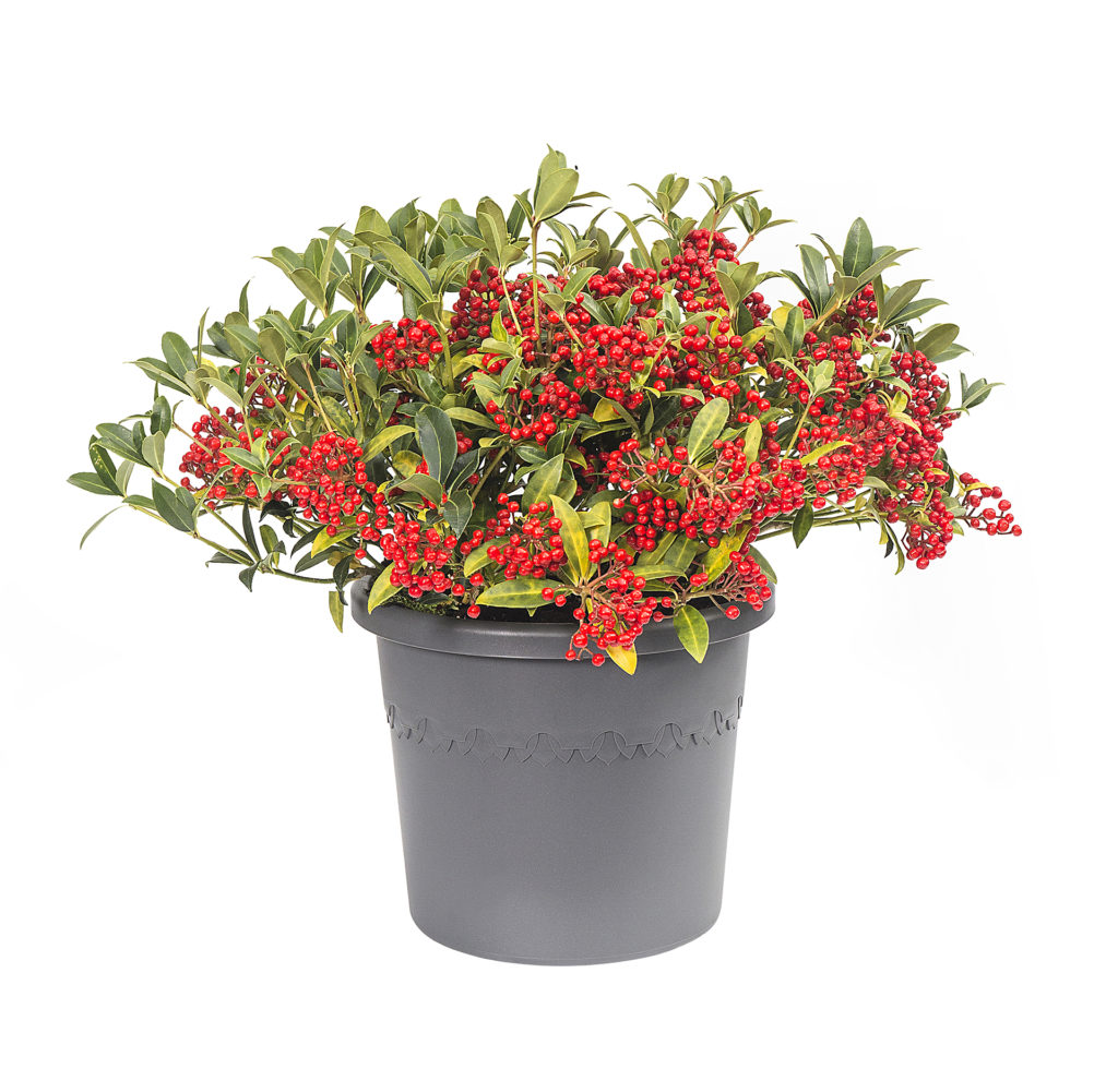 algarve cillindro anthracite holly with red berry pot plant combination 