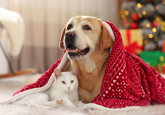 A dog and cat at Christmas time Pic: Shutterstock