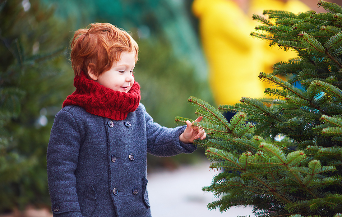 Little boy and real Christmas tree Pic: Shutterstock
